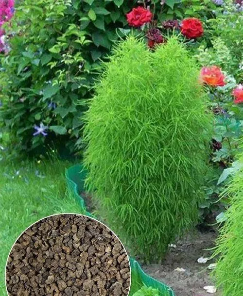 Kochia seeds ,Kochia Scoparia,Green Molly Flower, 0,5g Kochia grass,SW214