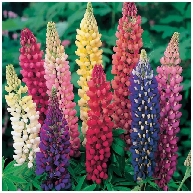 LUPIN Florida Giant Mix Seeds. Large flowering lupine mix. Ideal cut flower