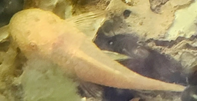 Beautiful Albino Bristlenose Plecos 1.25" - 2" Bristlenose Ancistrus