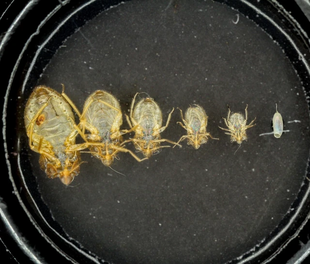 Microscope Slide Bug NORMAN ANTIQUE MICROSCOPE Slide. Life Cycle of a Bed Bug. Progressive ...