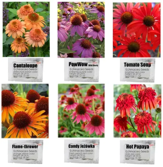 6 paquets/30 PCS graines Echinacea Purpurea Coneflower 6 variétés de...