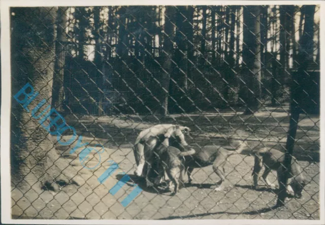 Whipsnade Zoo in 1932 The Wolves Enclosure 3.25 x 2.25 inches Original photo