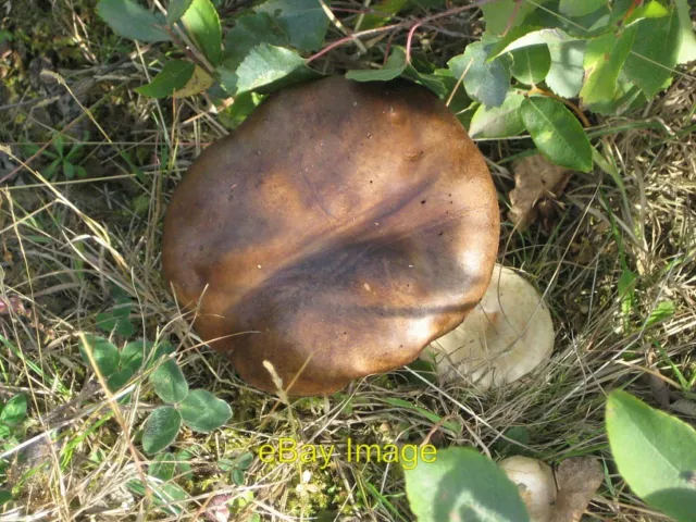 Foto 12x8 Penny Brötchen - Boletus edulis Das Penny Brötchen oder die Rebe ist ein essbares mu c2011