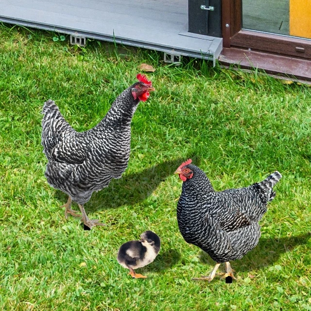 Hähnchen dekorationen Hähnchens kulptur Acryl Hahn Statuen Realistisch