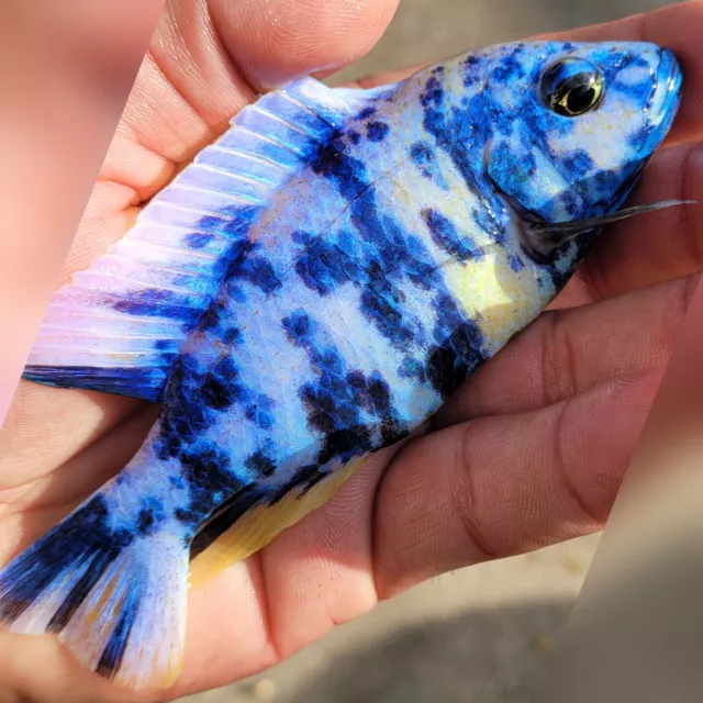 Blueberry Ob Peacock Cichlid (LARGE 5") Actual Fish On Pic