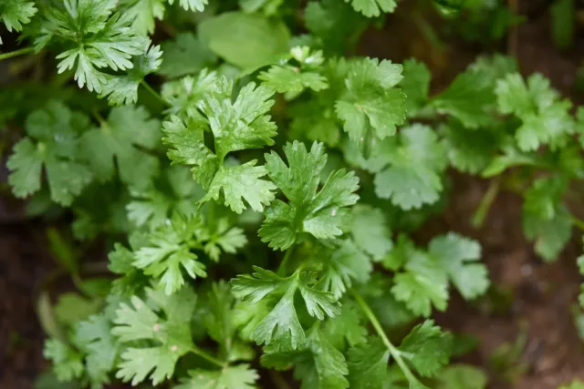 Lot de 200 Graines de Coriandre Cultivée - Plante aromatique - Reproductibles