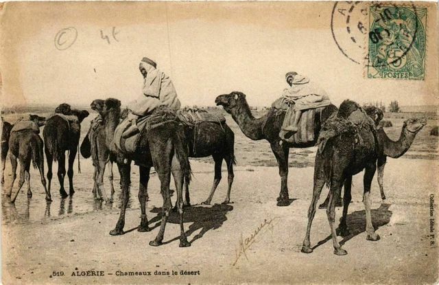 CPA AK Chameaux dans le Désert ALGERIE (749476)