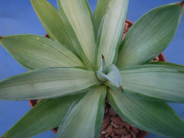 Agave desmettiana "Quicksilver" Variegated Agave Starter Plant 5"-8" Wide RARE 2