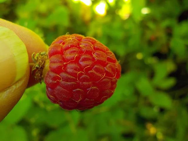 100 Wild Raspberry Seeds, Fresh, Medicinal, Open-pollinated, Organic