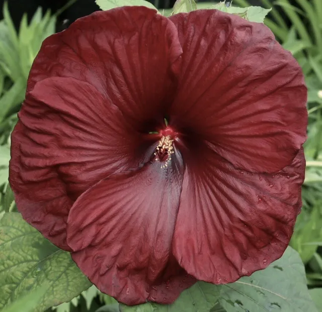 HEARTTHROB Hardy Hibiscus -- Plant in 4.5" pot