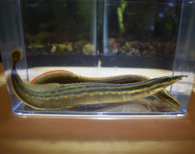 Live Fire Eeel (6-7" Rare Tropical Freshwater Aquarium Fish) *PLS READ DESCR* 3