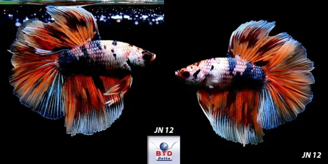 Live Betta Fish JN12 Male Fancy Nemo in Multi Color HM Premium Grade Thailand