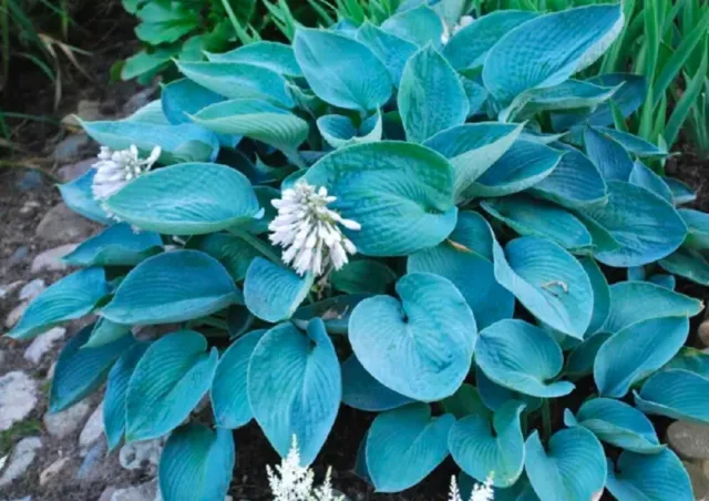 5 graines de FUNKIA BLEU(Hosta Sieboldiana Elegans)G513 BLUE PLANTAIN LILY SEEDS