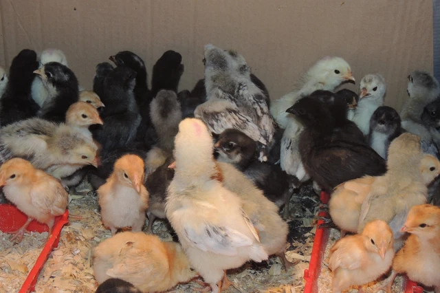 18+ Chicken Hatching Eggs Ameraucanas, Easter /OIive Eggers, Salmon