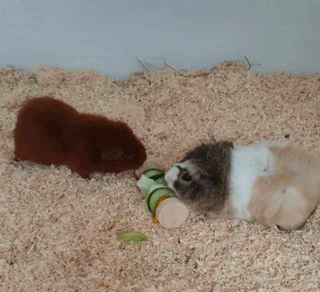 Meerschweinchen Hase Kleintier Intelligenz Spielzeug Beschäftigung Futter 80041