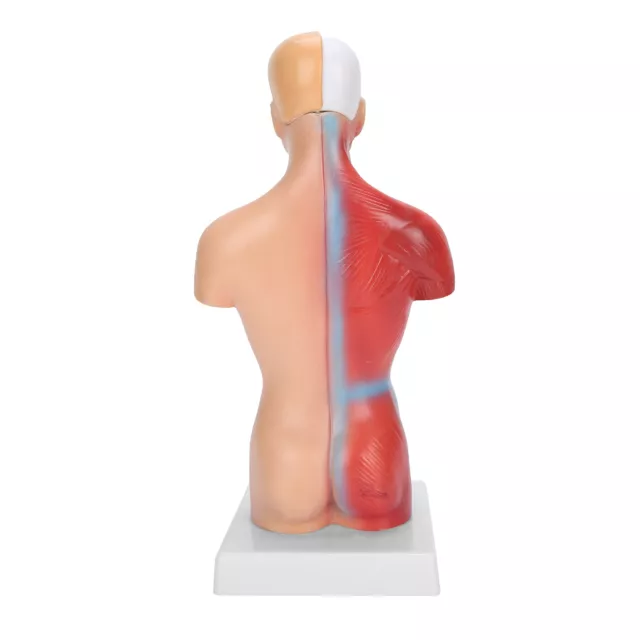 28cm Menschliche Torso Modell Abnehmbare Innere Organe Lehre Anatomie BHC