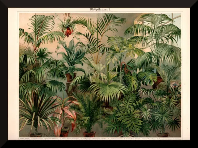 Blattpflanzen 1 +alte Bildtafel/Chromolitho von 1905+ Gewächshaus, Gärtnerei