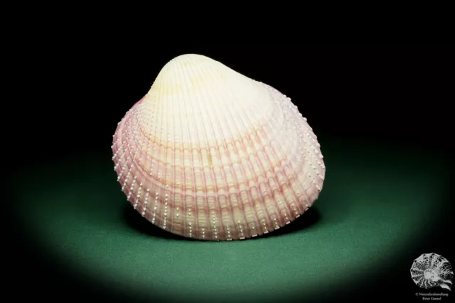 Maoricardium pseudolima Ostafrika Herzmuschel rezent Muschel shell conch Deko