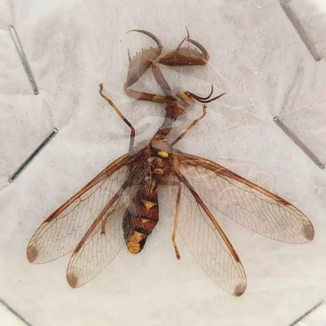 Mantodea sp. NORTH THAILAND