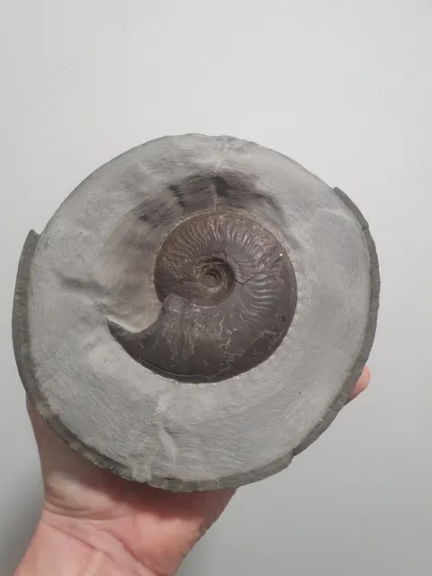 Genuine Whitby Yorkshire Jurassic Eleganticeras Ammonite Fossil