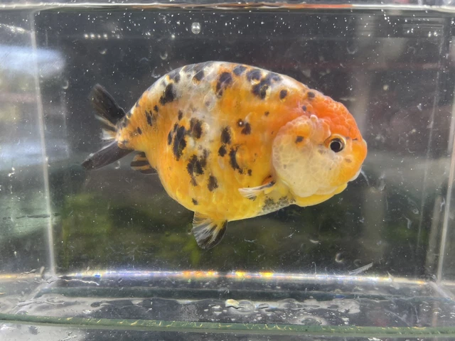 LIVE Goldfish Ranchu 3-4’’in we have babe ranchu