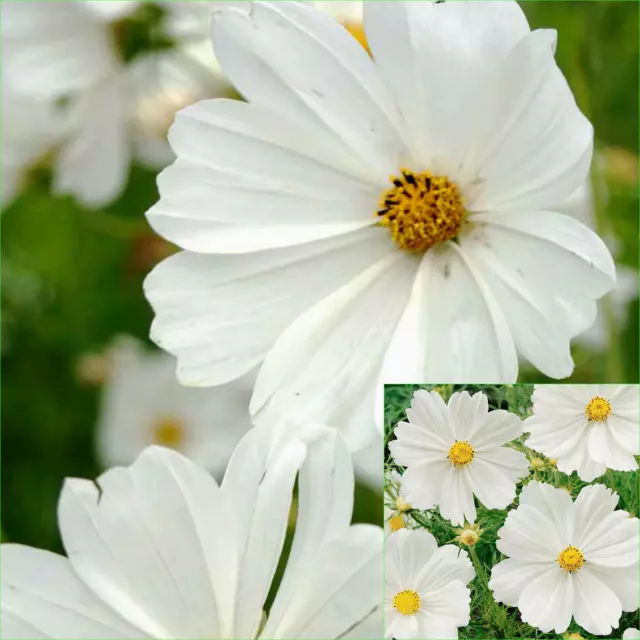 COSMOS SENSATION PURITY WHITE 115+ Seeds Grow FLOWERS Beautiful GARDEN