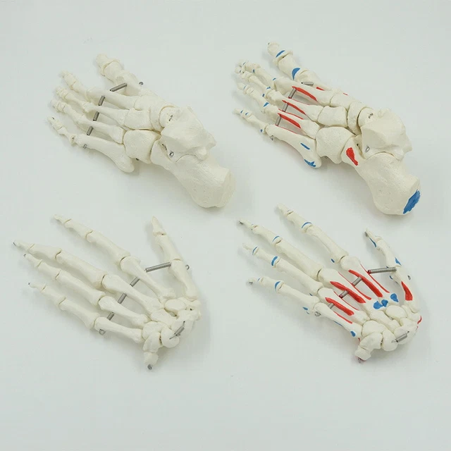 Human Foot Hand Bone Model with Muscles Life Size Anatomy Teaching Medical Tool