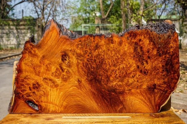 Mesa de resina dorada AMBYNA BURL MADERA borde vivo epoxi hágalo usted mismo losa natural madera