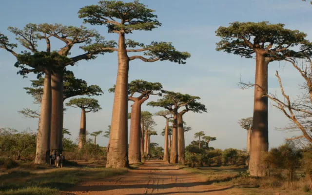 Adansonia grandidieri – Grandidier s Baobab - madagascar baobab - 3 Seeds