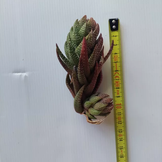 Haworthia coarctata red variegated  10cm dragons tail succulent