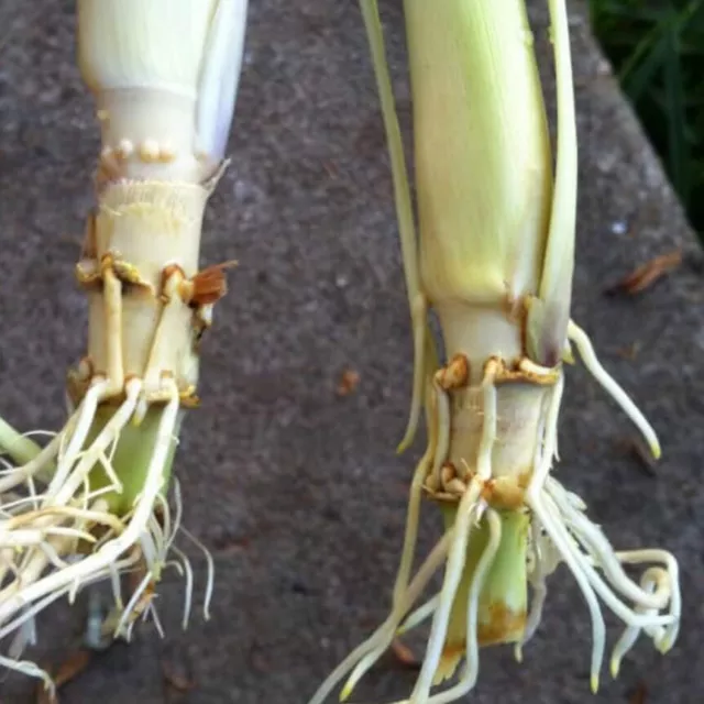 5 Rooted Lemongrass Stalks Cymbopogon Herb Plant Easy To Grow Citronella