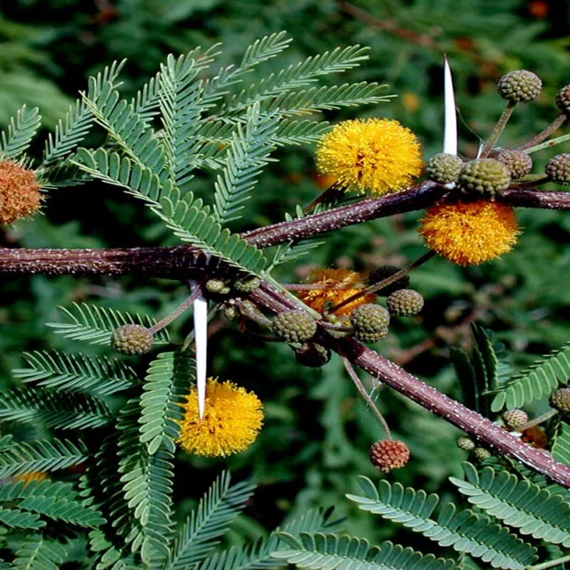 10 SWEET ACACIA Mimosa Tree Seeds (Acacia farnesiana) Wattle Flower Fast Growing