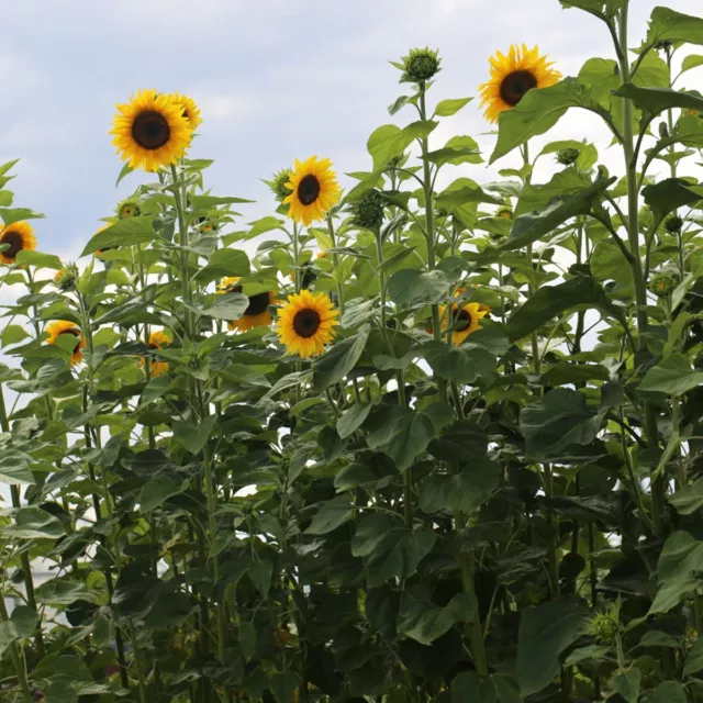 semence 30 graines de tournesol géant (bio)