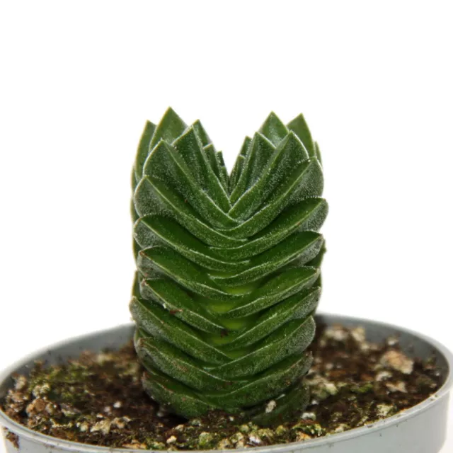 Exotenherz - Sukkulente - Crassula Buddhas Tempel - Mini-Dickblatt - 6cm Topf 2