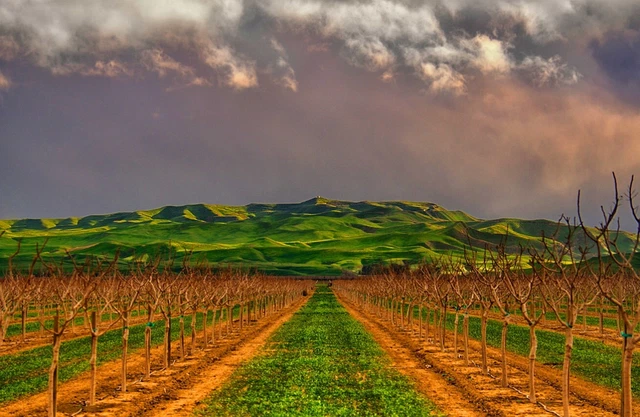 The Hearth of Agriculture Kettleman City, Ca. Kings COUNTY