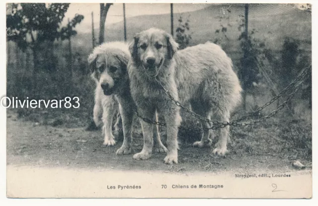 1931 Chiens Mountain Shepherds of the Pyrenees Dogs Postcard