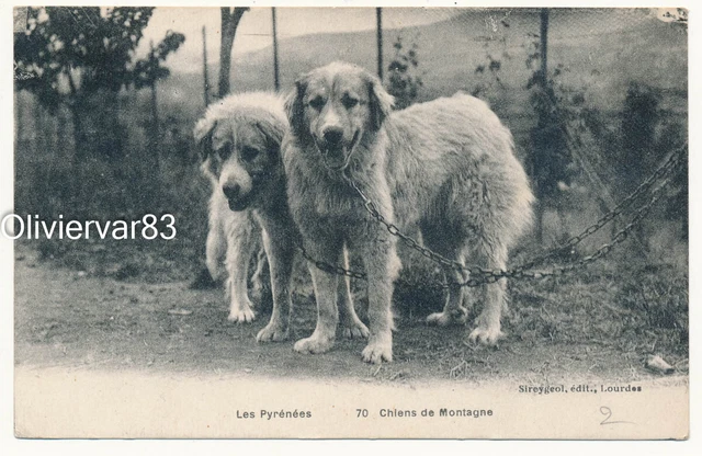 1931 Chiens Mountain Shepherds of the Pyrenees Dogs Postcard