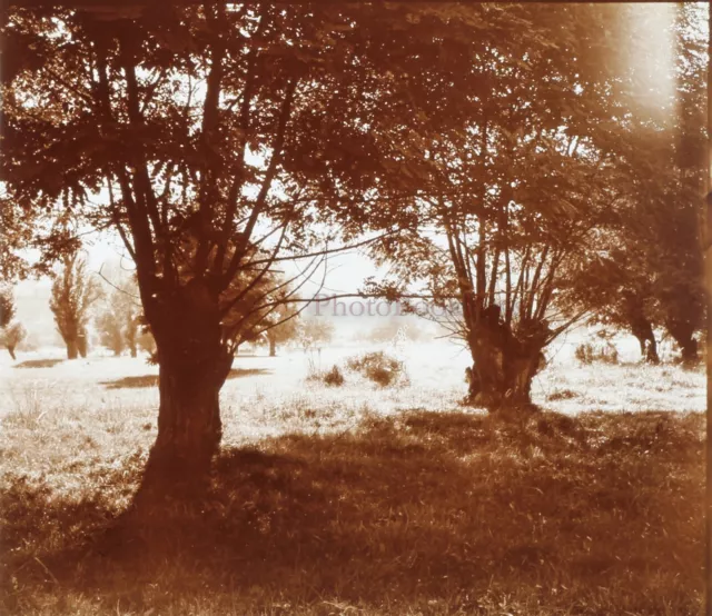 France Etude d'arbres Photo Stereo PL58L4n8 glass plate c1920
