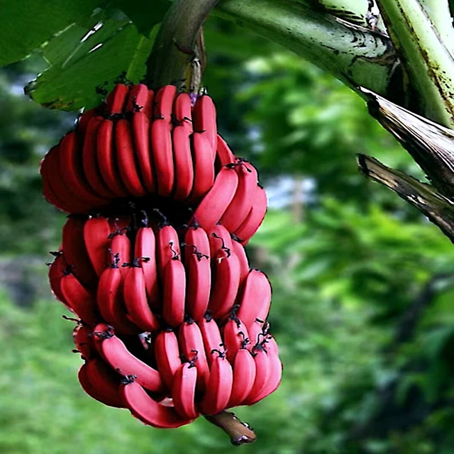 20 PINK DWARF Banana Tree Fruit Plant Seeds (Musa velutina) Fast, Hardy