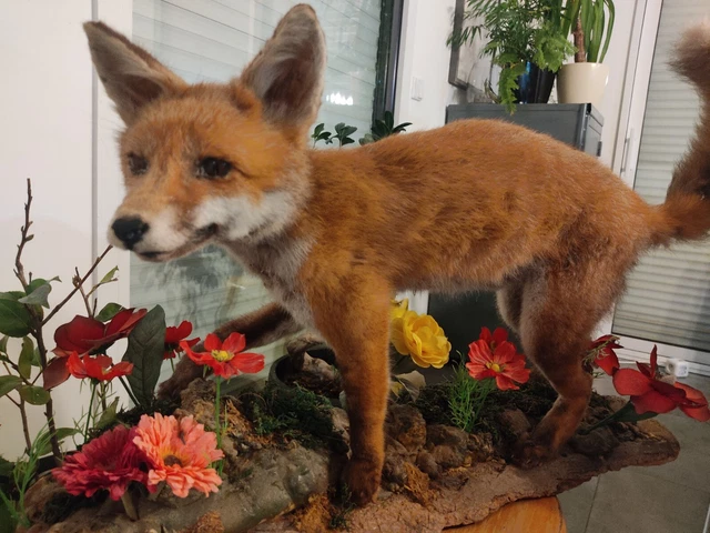 TAXIDERMIE RENARD EUR 50,00 - FR
