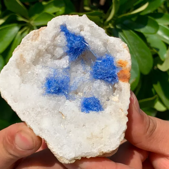 181G Rare Moroccan blue magnesite and quartz crystal coexisting specimen