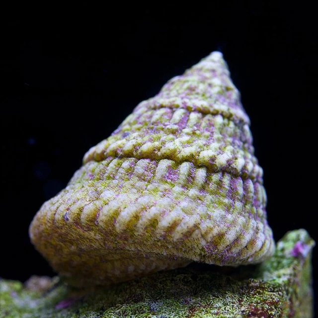 10 Pack Astraea Turbo Snail Saltwater Algae Cleaner Astrea Cone Head Reef Tank
