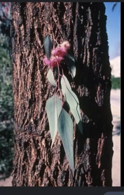 IRONBARK (SIDEROXYLON ROSEA) Red Flowering Ironbark 2