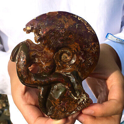 338G  Rare! Natural Tentacle Ammonite FossilSpecimen Shell Healing Madagascar