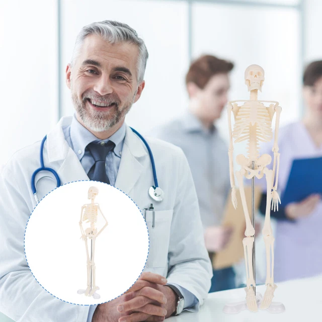 Skelettmodell Detachable Teaching Skeleton Model Menschliches Skelett Modell Men