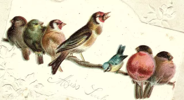 1894 Lion Coffee Woolson Spice Co. Picture Book Offer Song Birds On Tree Branch