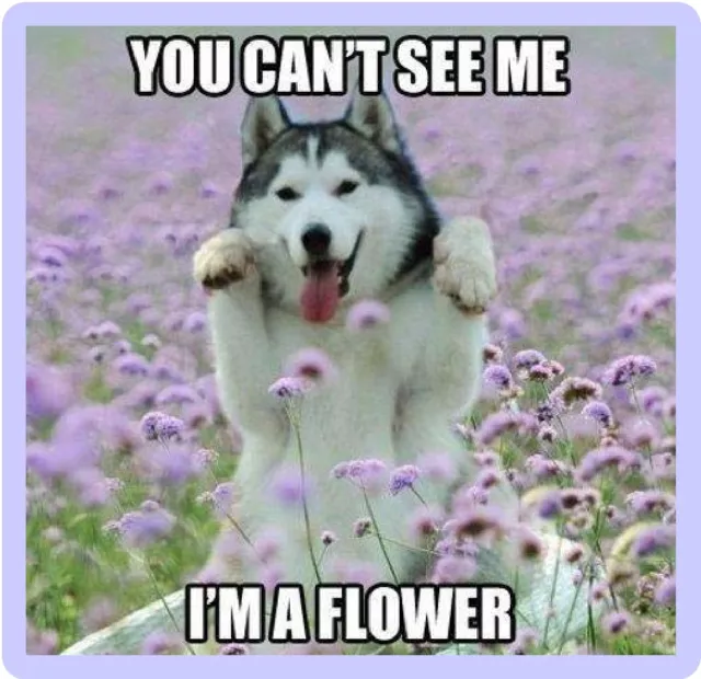 Funny Dog Humor Siberian Husky I'm A Flower Refrigerator Magnet