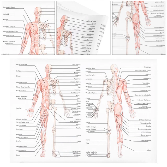 ANATOMY AND PHYSIOLOGY Skeleton Skeletal Muscle Diagram Poster Nurse £7 ...