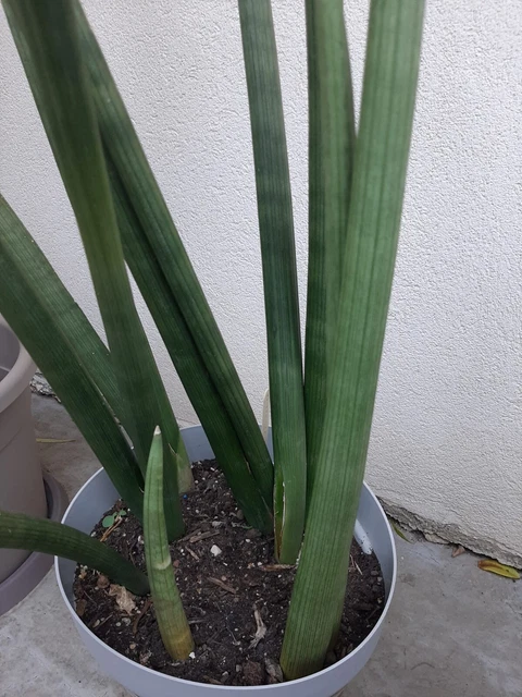 Sansevieria Cylindrica Velvet TouchZ® L 30cm con coprivaso in ceramica colorata Sansevieria Cylindrica Velvet TouchZ® L 30cm con coprivaso in ceramica colorata