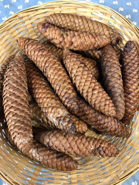 Fresh Hard Pine Cones 24 from New England Christmas Holiday Crafts Decoration